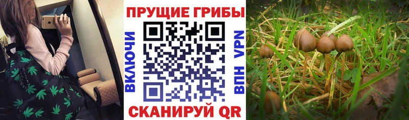 Купить где  Советская Гавань  Галлюциногенные грибы мицелий 